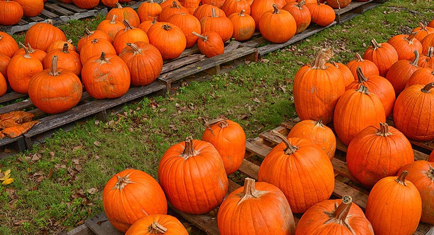 Make Fall Memories at the Ashe County Corn Maze and Pumpkin Festival