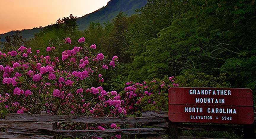 The Remarkable Rhododendron Ramble at Grandfather Mountain