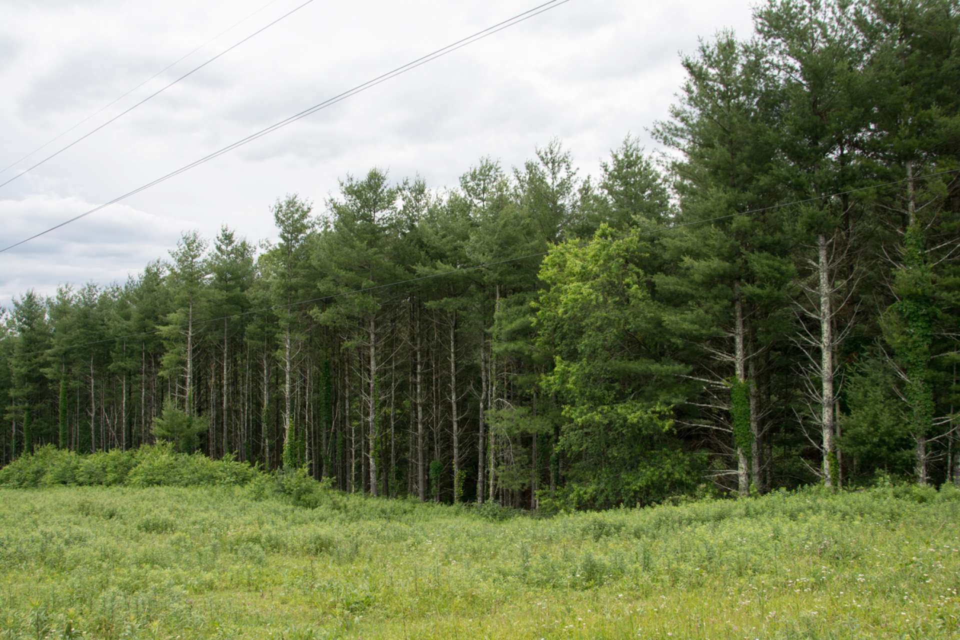 In addition to lush pastures, there is a diverse mixture of native hardwoods and mature pine forest providing timber potential.