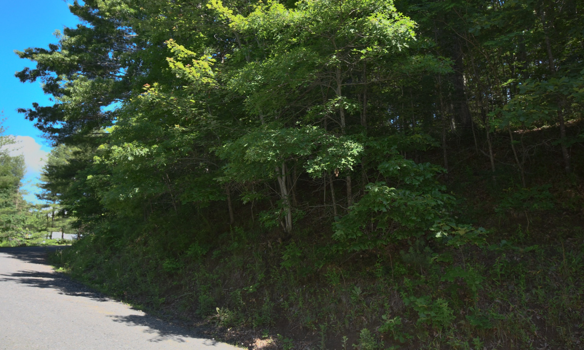 Build your dream mountain home on this beautifully wooded lot located in the Evening Shadows community in the Fleetwood area of southern Ashe County, the gateway between West Jefferson and Boone/Blowing Rock.
