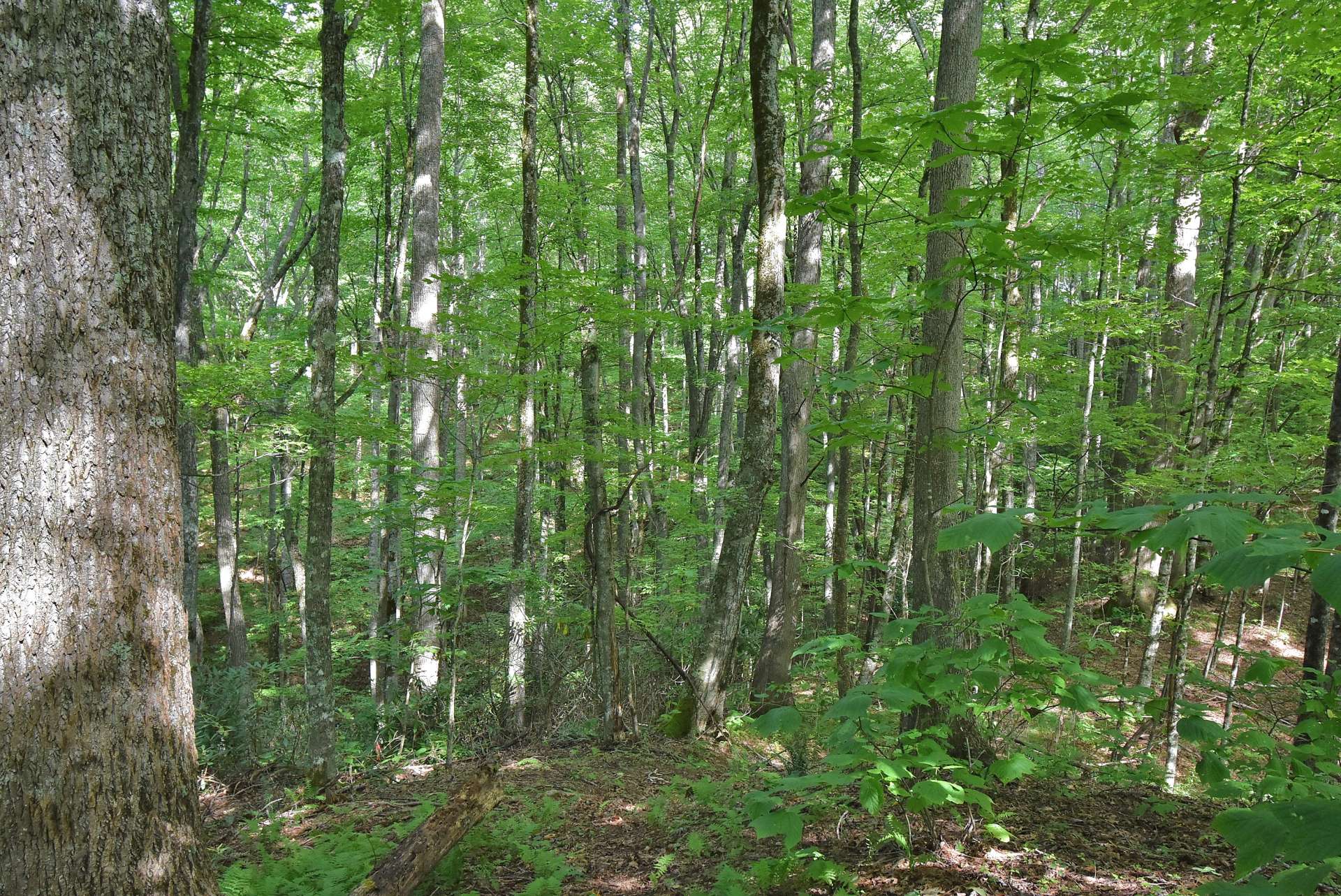 The forest creates a wonderful habitat for a diverse variety of wildlife providing a great hunting tract.