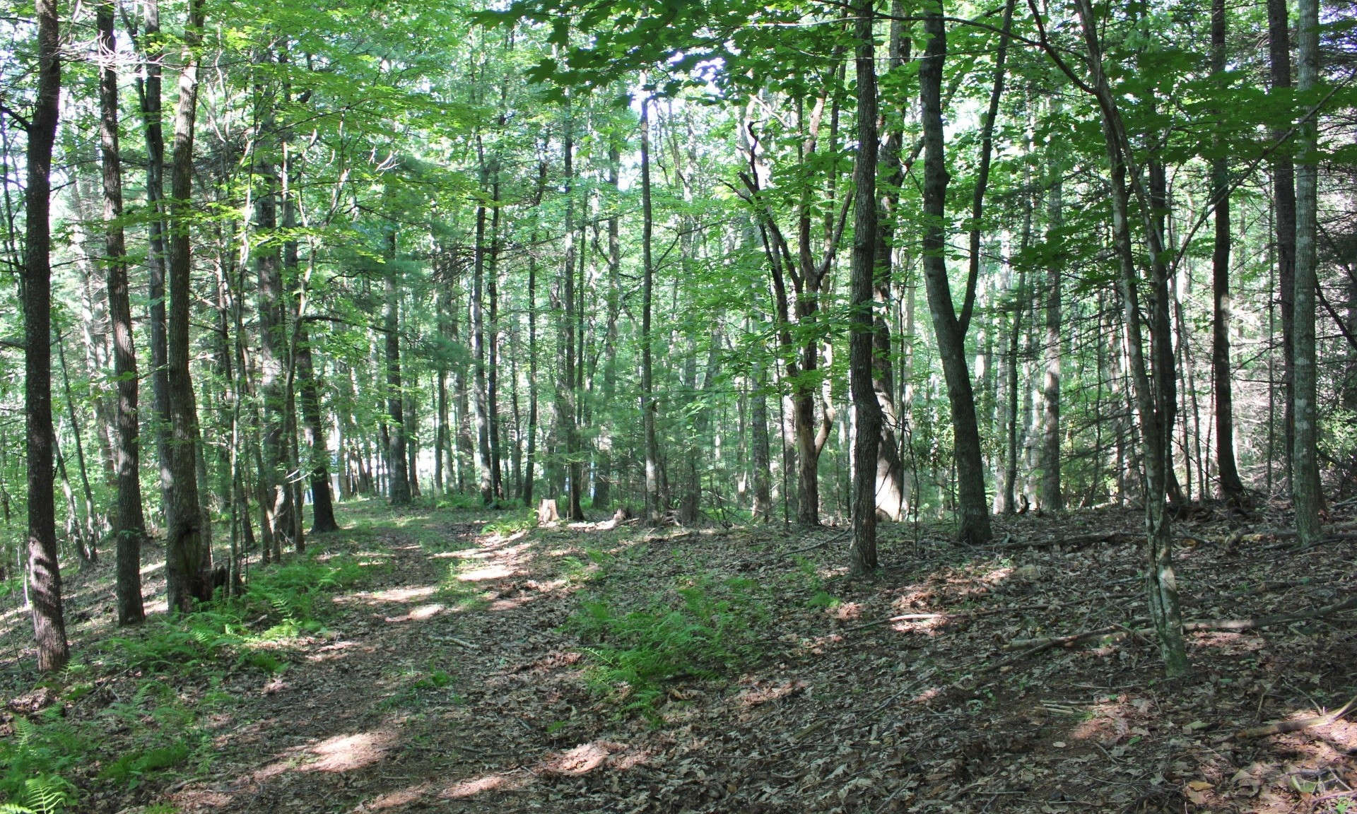 Lot 5 is a gently sloping 4.648 wooded tract filled with large white pine, hardwoods and rhododendron, the perfect environment for abundant wildlife.