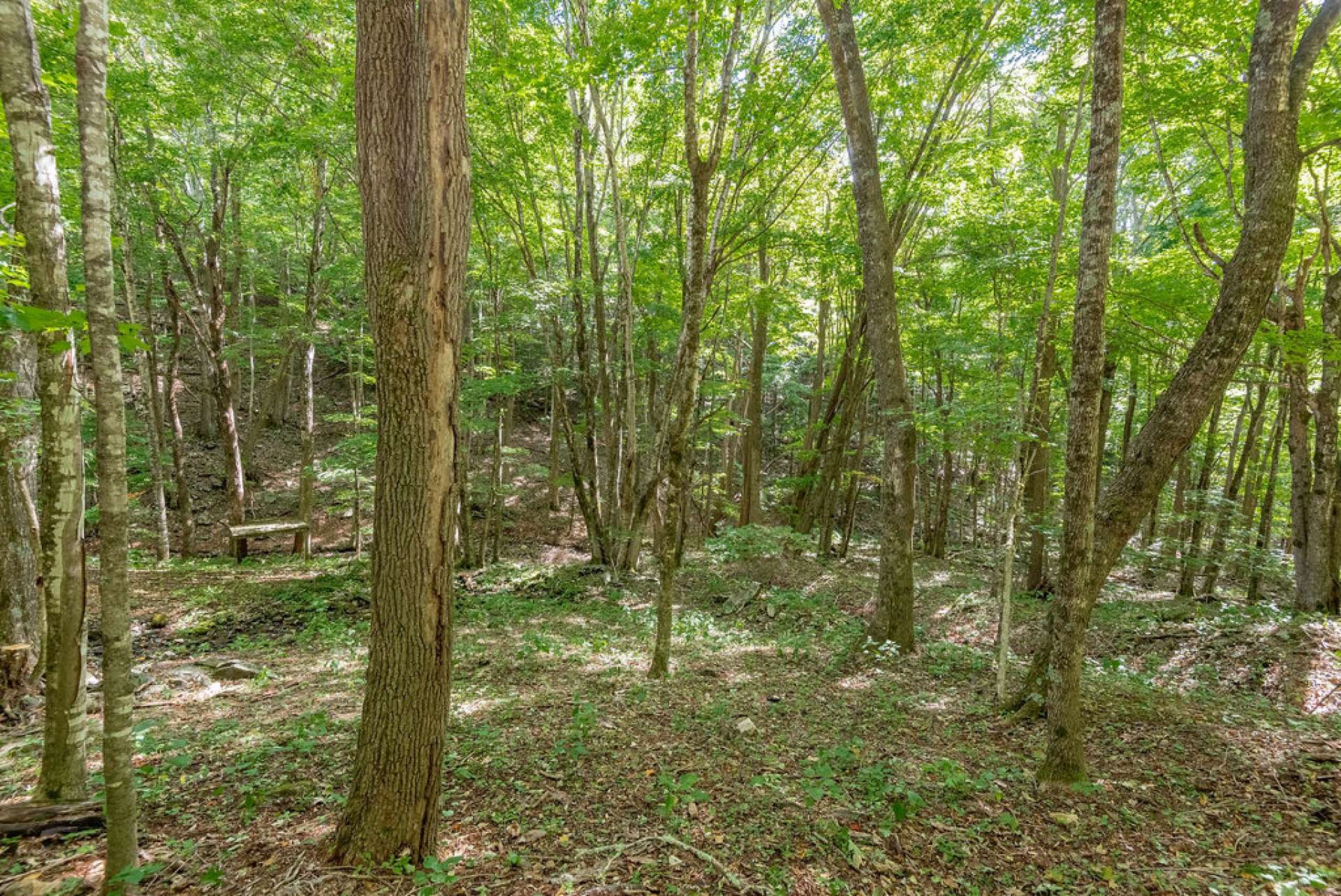So many places to play, forage, and discover on this property. Shhhhhh....you might catch a glimpse of a deer, turkey, or a squirrel scampering across a fallen log.