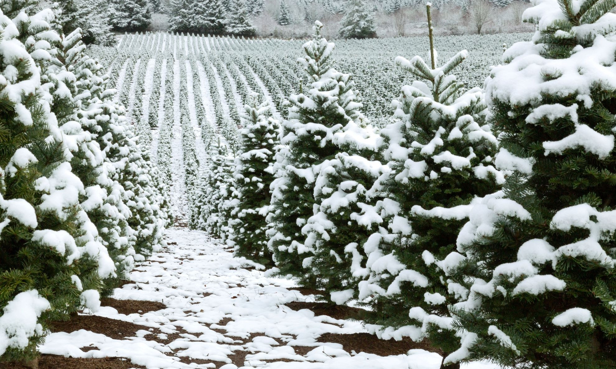 Choose and Cut Christmas Tree Ashe County, NC