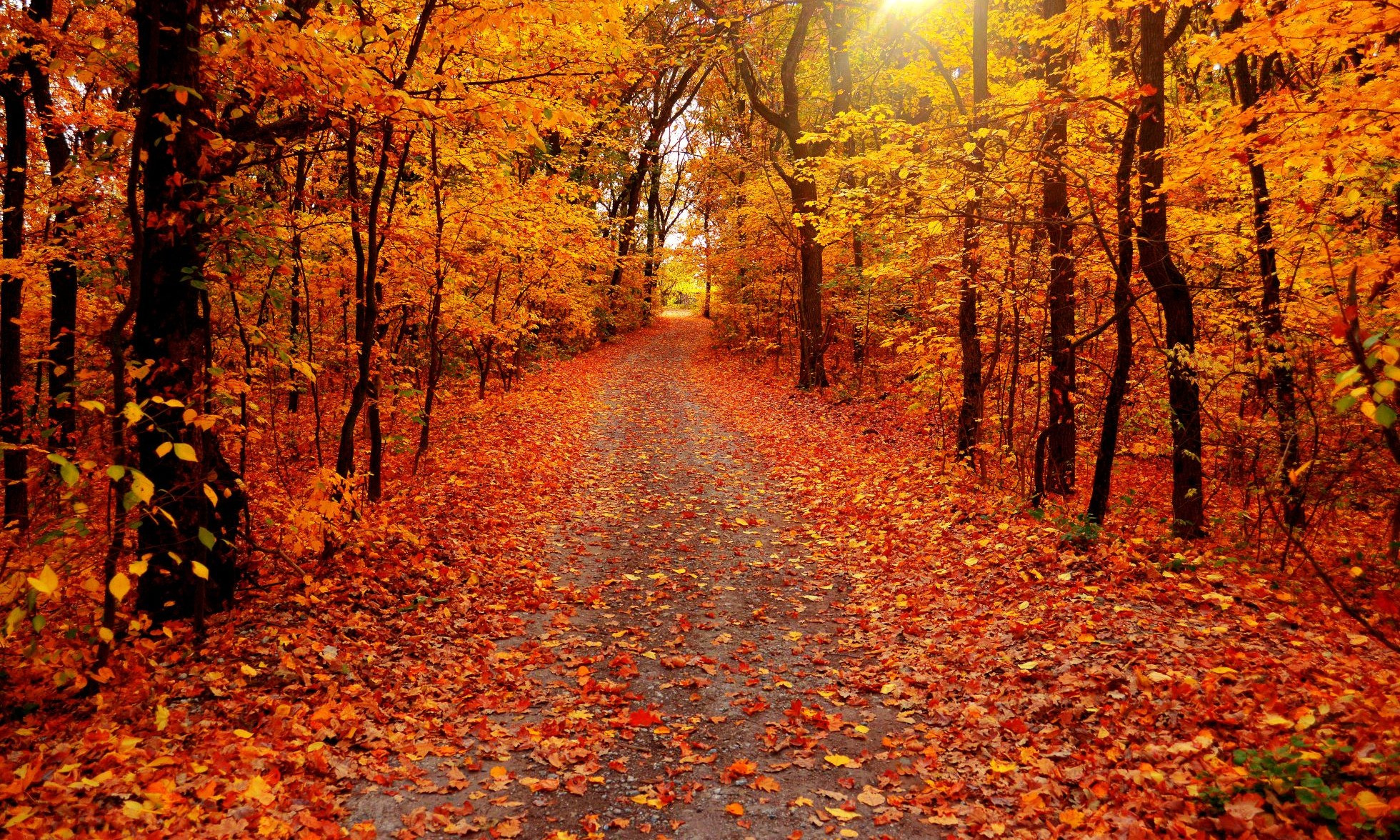 NC Mountains Fall Leaves  Ashe County