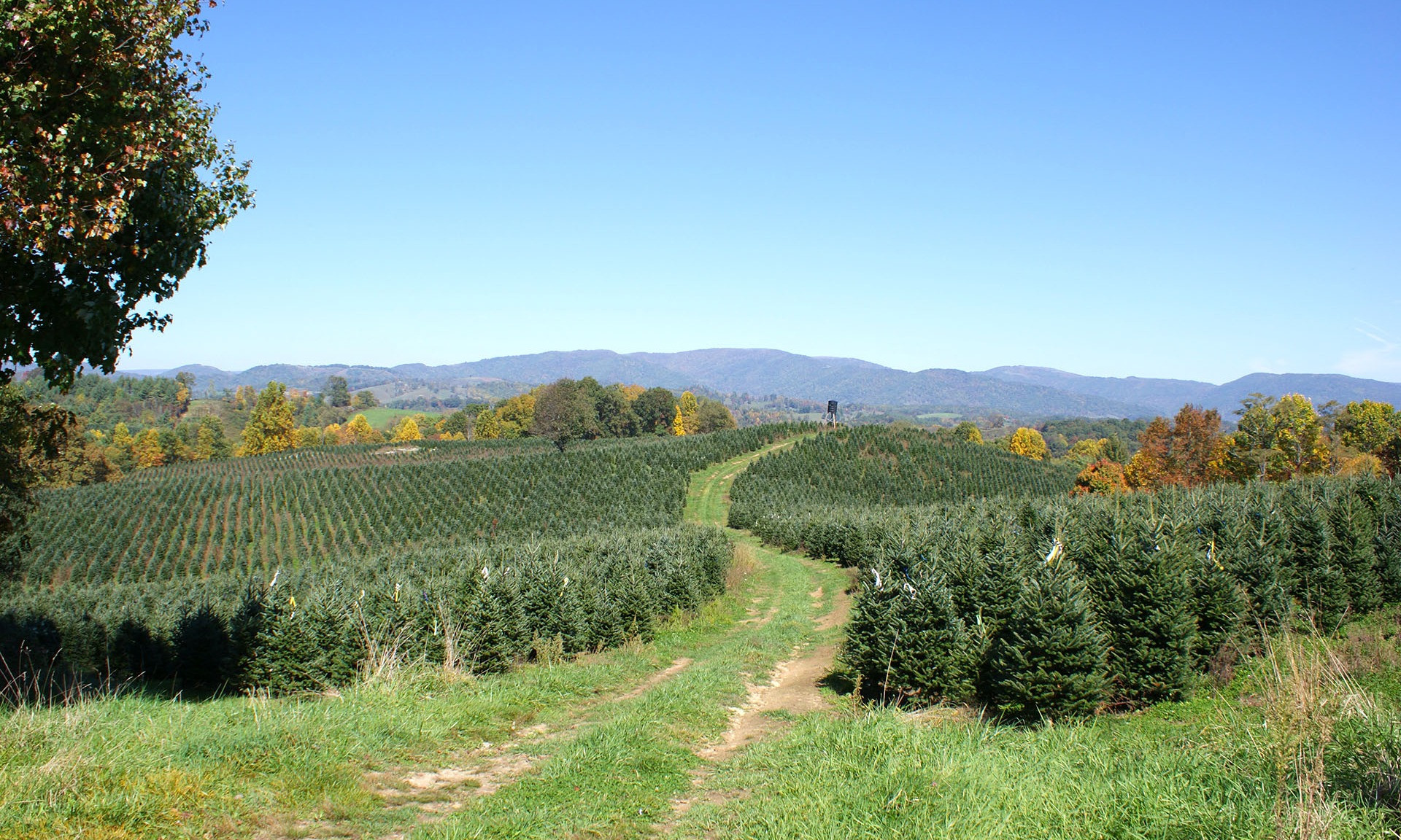 Ashe County Christmas Trees