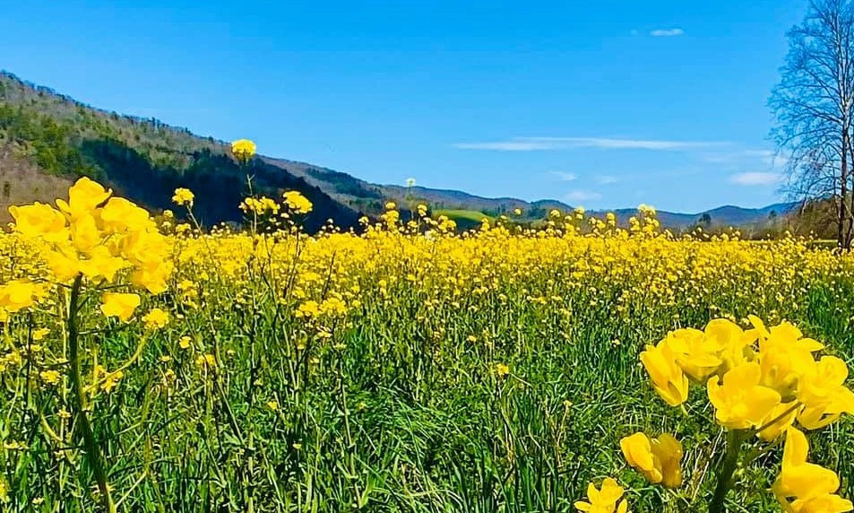 Spring in North Carolina Mountains