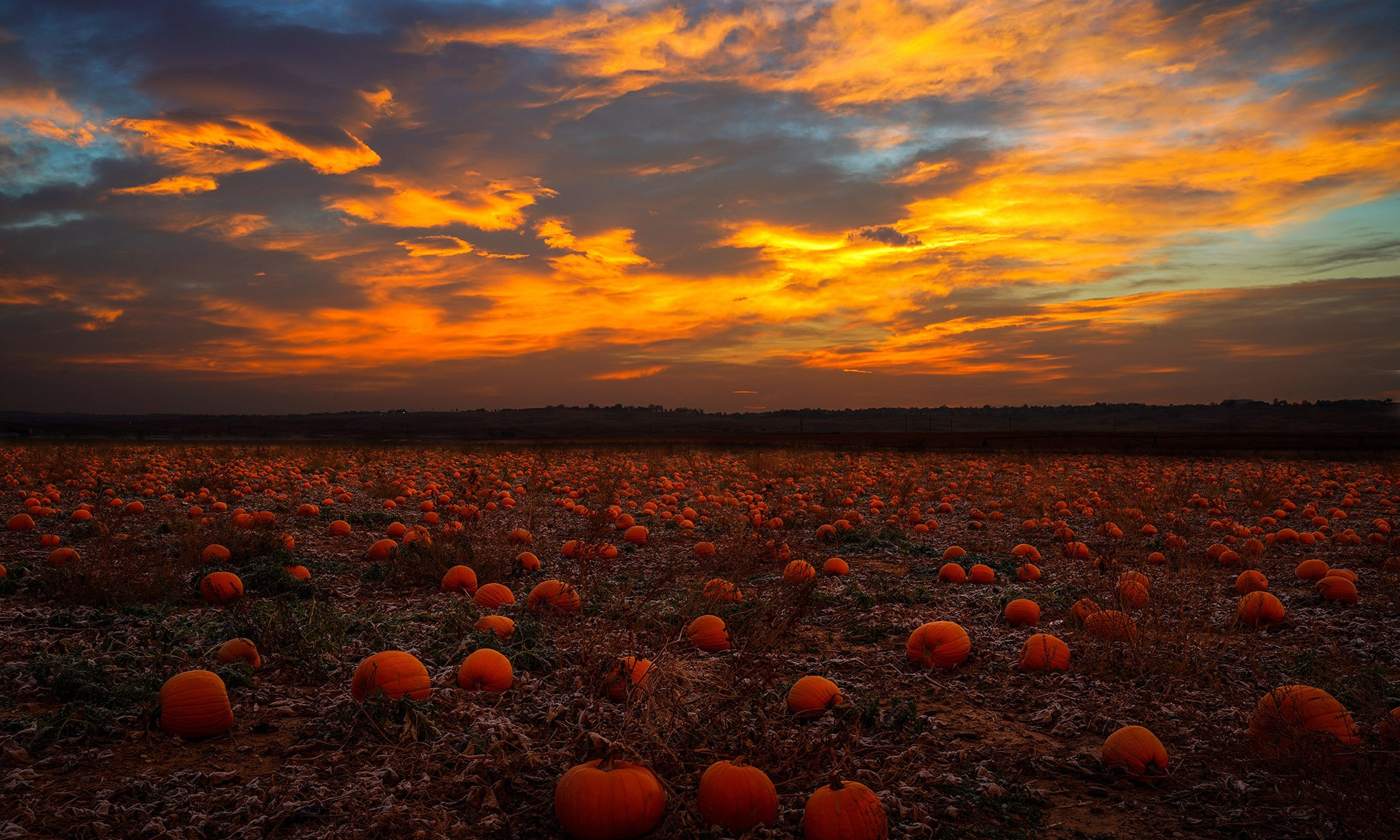 Pumpkins and Jack-O-Lanterns