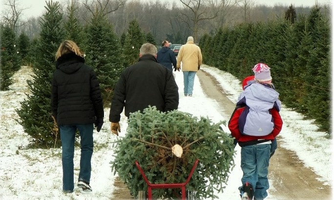 Christmas Tree Choose and Cut Ashe County NC