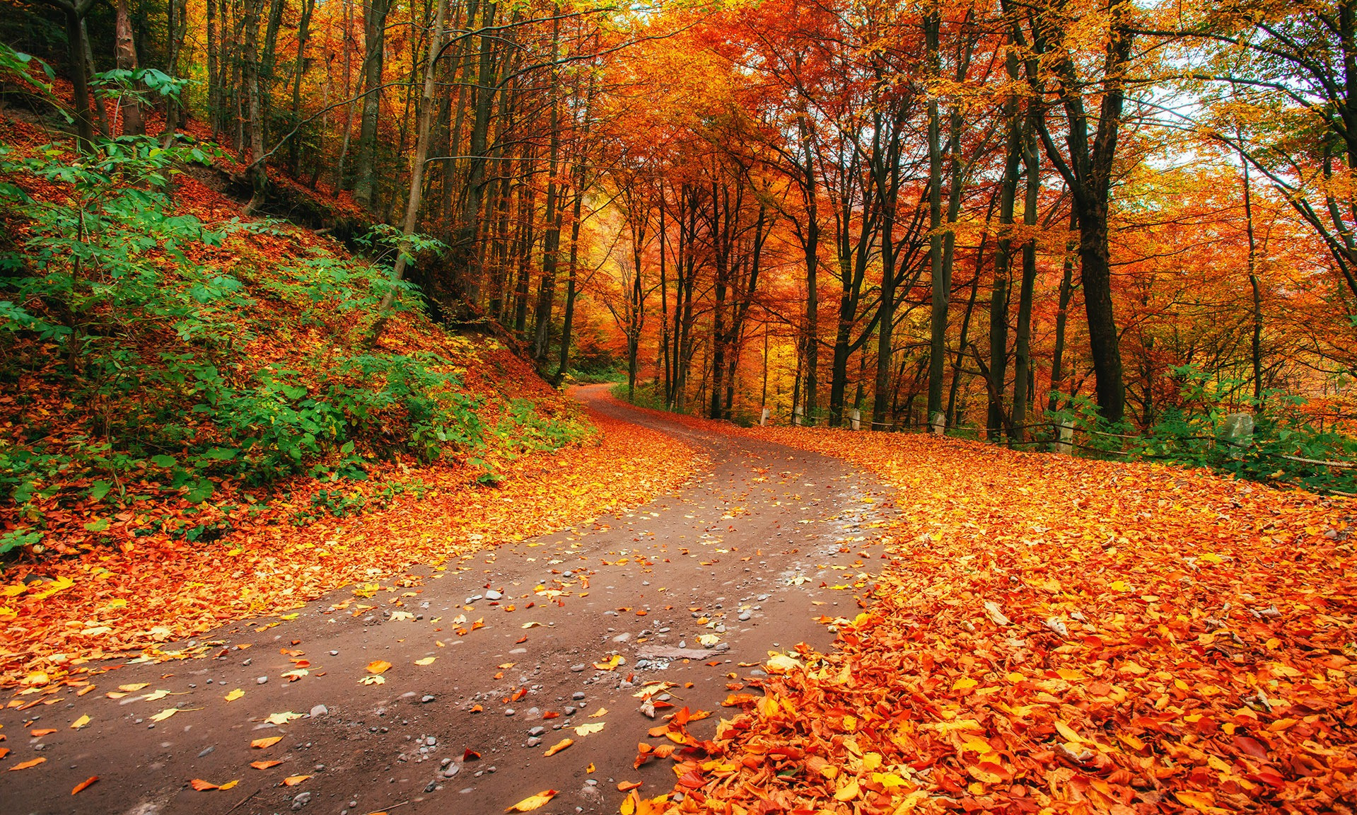 Peak Leaf Season in Ashe County