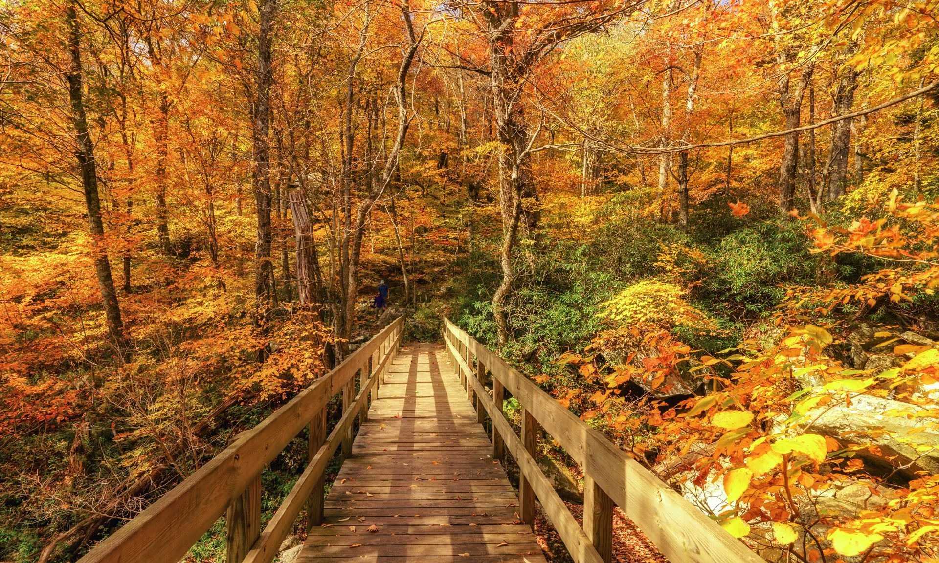 NC Mountains Fall Leaves  Ashe County