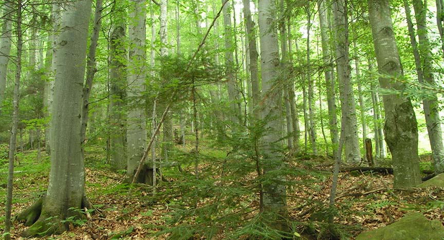 Go Take a Hike! Visit Mount Jefferson State Natural Area