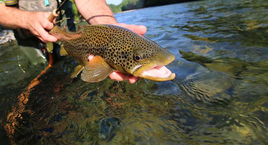 Ashe County Springtime Fun! – Trout Derby Day 2017!