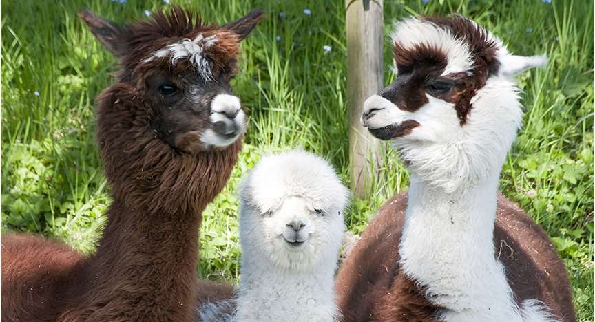 Alpaca Farm Springtime Visit