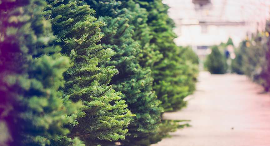 Opening Day of Christmas Tree Choose and Cut Season