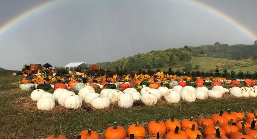 The Ashe County Corn Maze and Pumpkin Lot