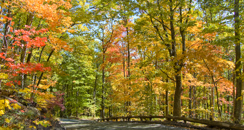 NC Mountains Leaf Season Ashe County