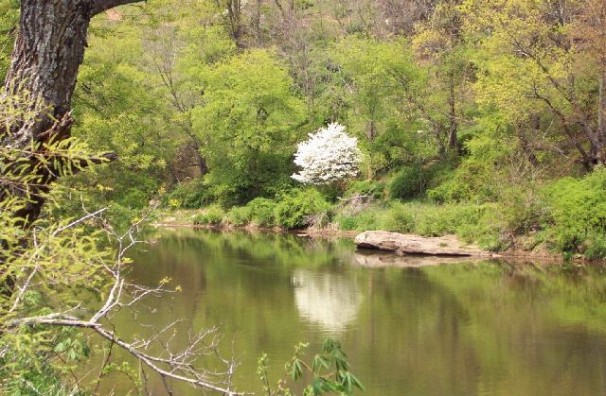 Visit the Blue Ridge Mountains of North Carolina this Spring! 