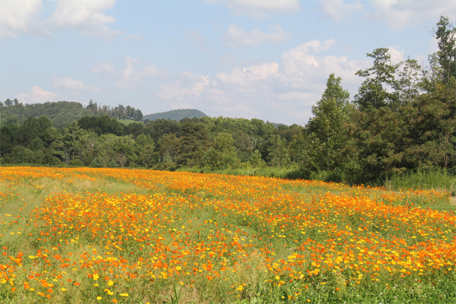 Ashe County, NC