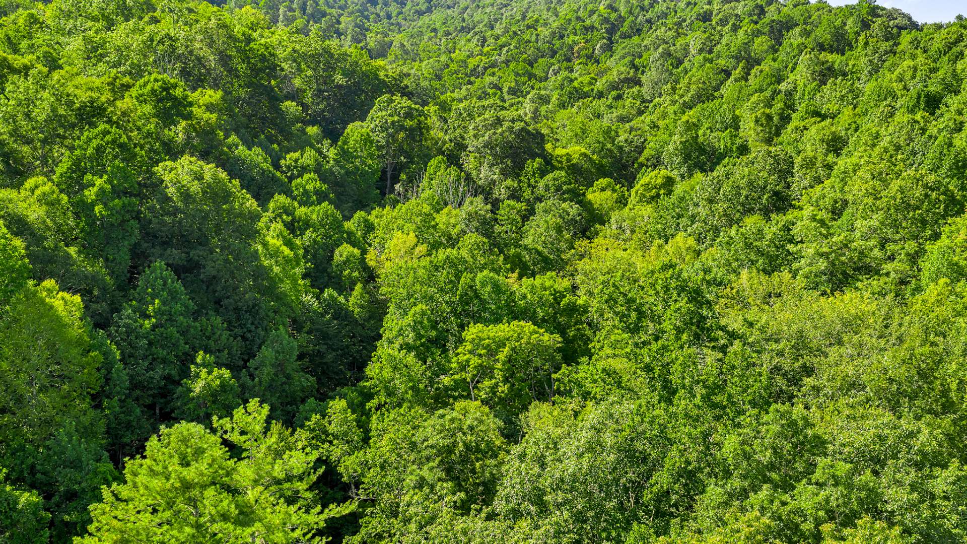 8 Acres of unrestricted property with a view of the New River