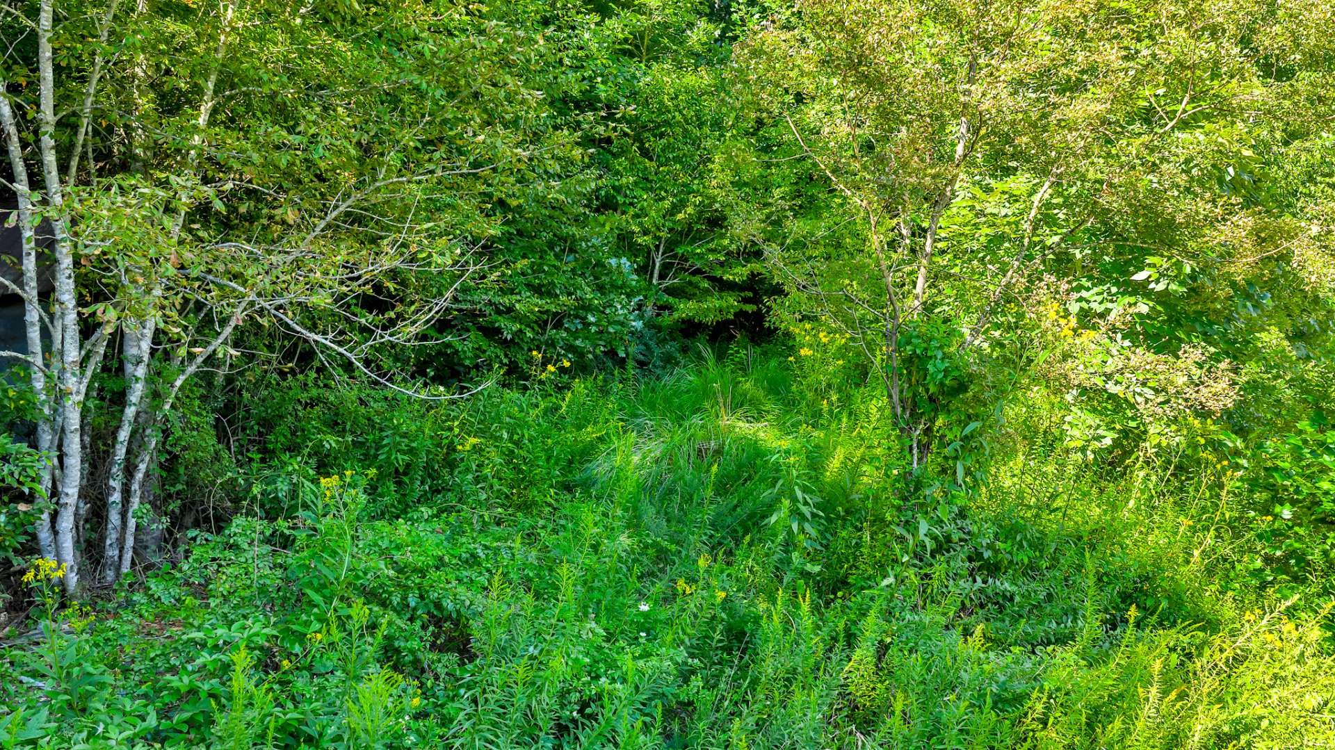 The old roadway is the easiest way to explore your property.