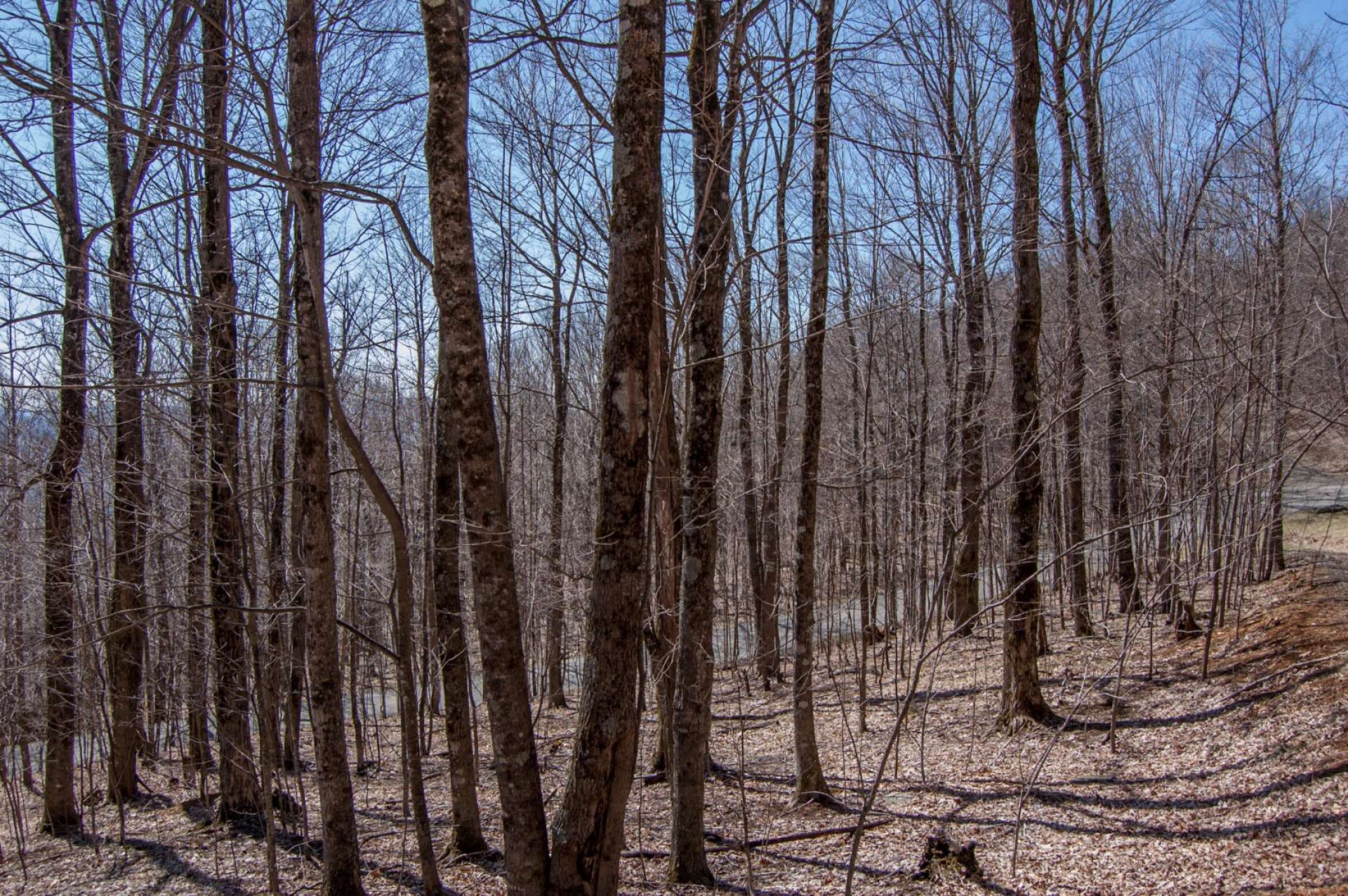 The lot lays well with a mixture of hardwoods and mountain foliage.