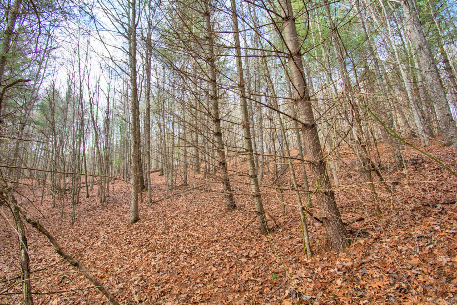 Native hardwoods, evergreens and mountain foliage  create a gorgeous setting for your mountain home or cabin.