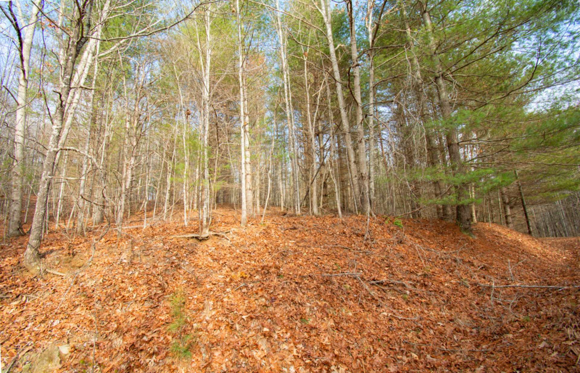 This beautiful wooded homesite features a rolling terrain.