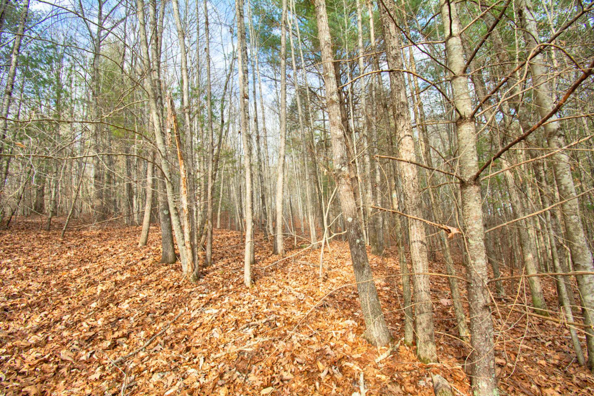 Shhhhhhhh...You might catch a glimpse of a whitetail deer meandering through the woods.