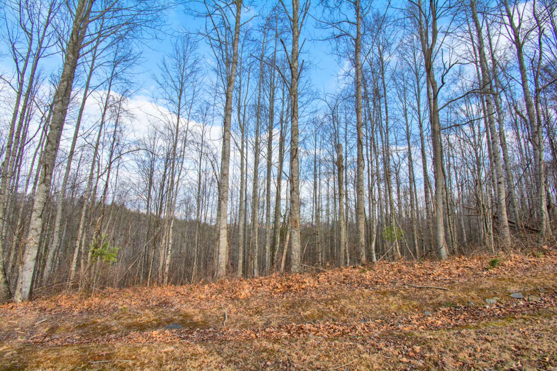 Lot 22 offers a potential view and a wooded terrain.
