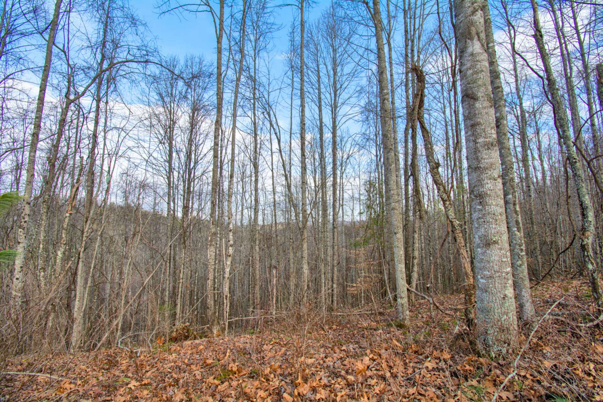 Relax on the porch or deck of your newly constructed mountain home and listen to Nature's lullaby.