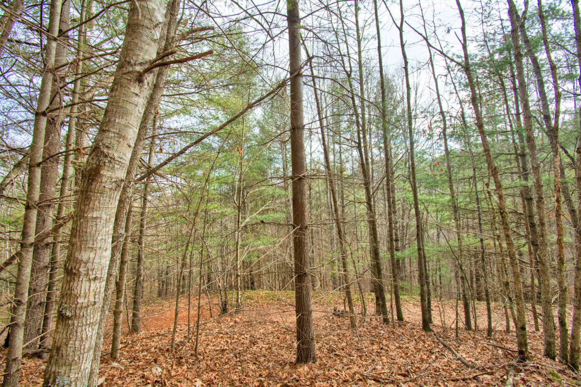 Lot 12 is a beautifully wooded 1.18 acre homesite and available for your dream home or cabin.