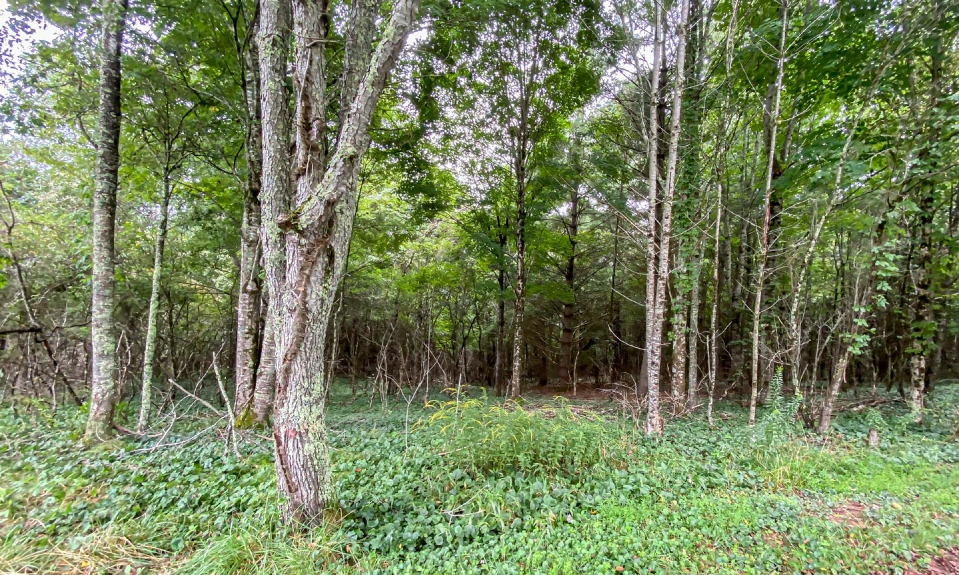 Ashe County NC Mountain Homesite