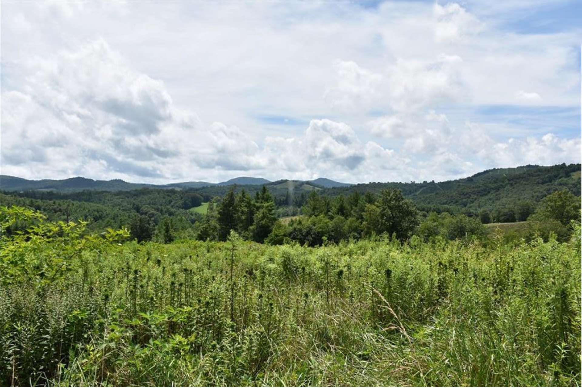 This beautiful land tract boasts open lush pastures and fantastic long range views.