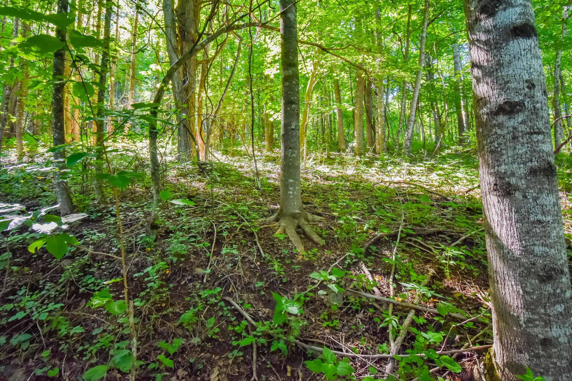 A mixed terrain includes native hardwoods, evergreens, and mountain foliage.