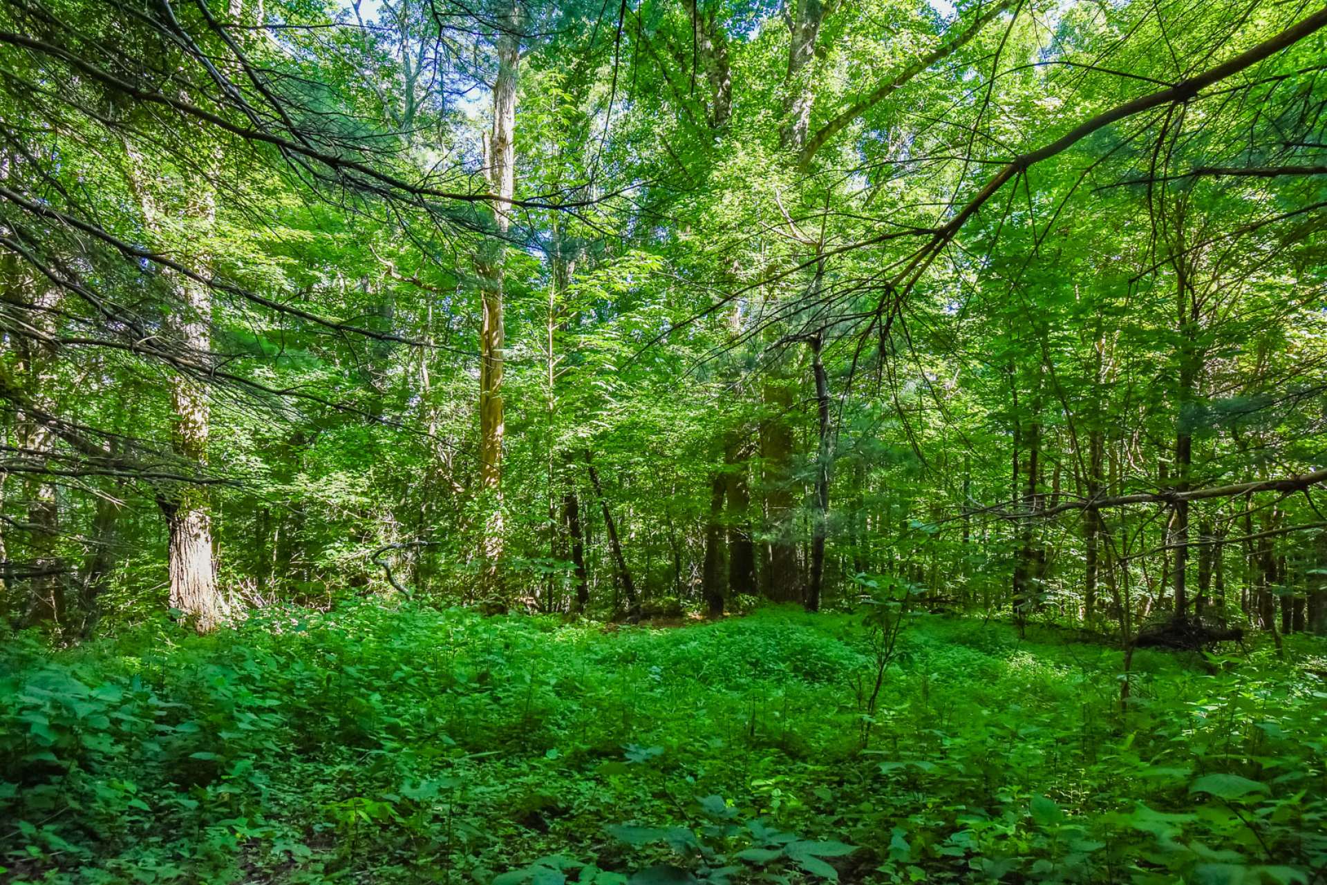 Build your mountain retreat tucked away in a private location beneath towering trees reaching toward the sky.