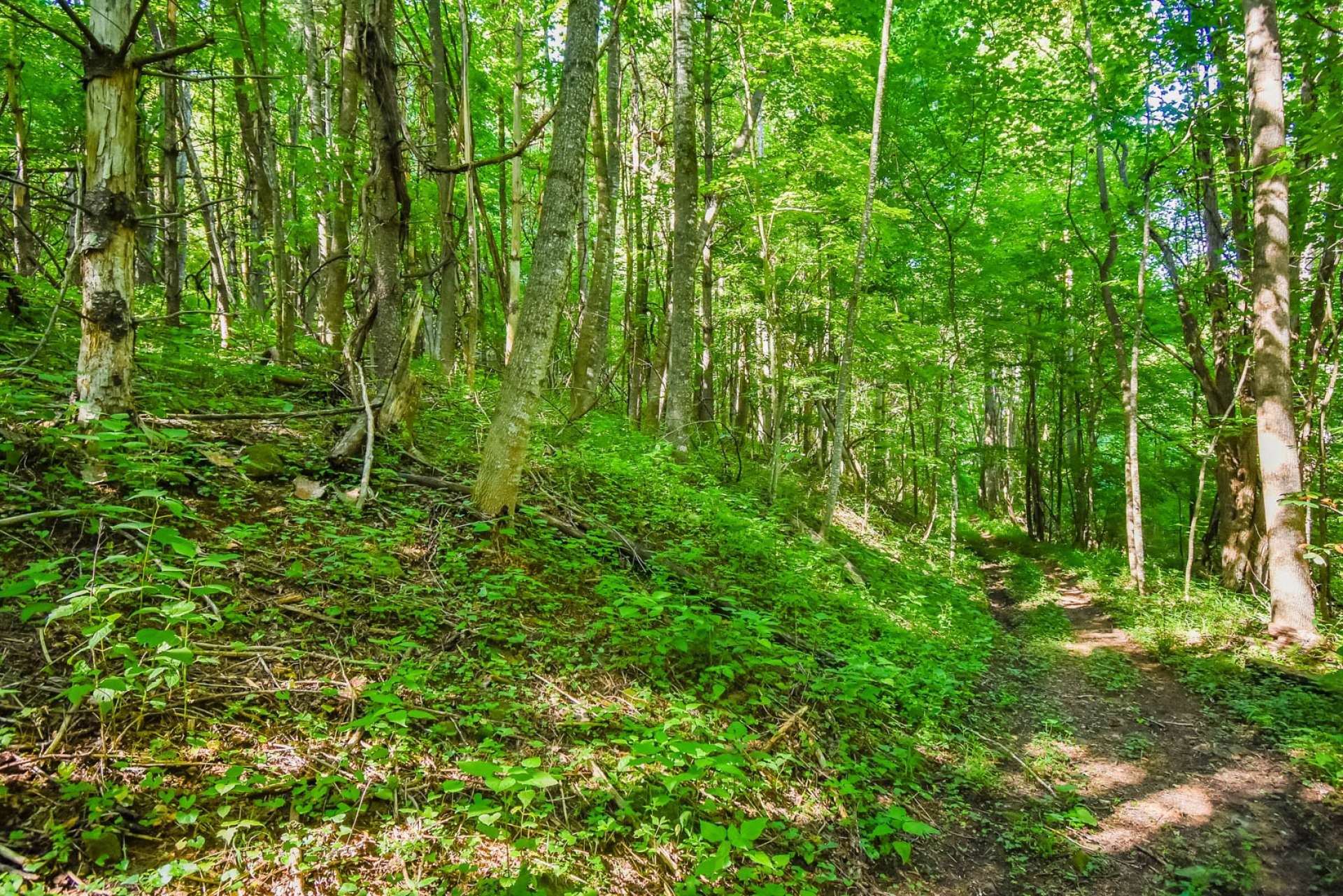 This Southern Ashe County 7.928 acre tract offering potential views, several building sites, abundant wildlife, and convenient location is located off of Laurel Creek Extension in the Todd area of Ashe County.