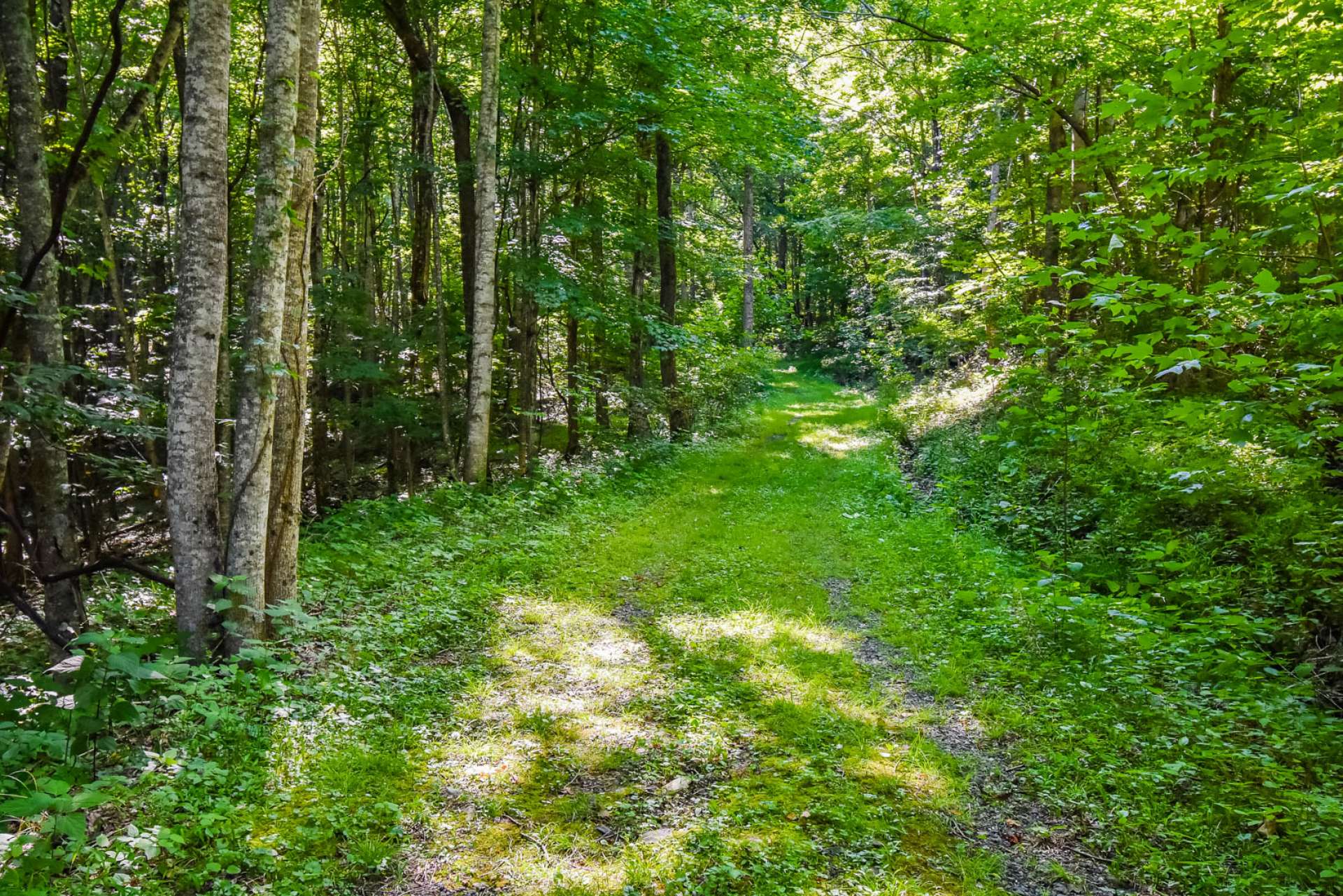 Shhhhhhhh....you might catch a glimpse of a whitetail deer wandering through the forest.