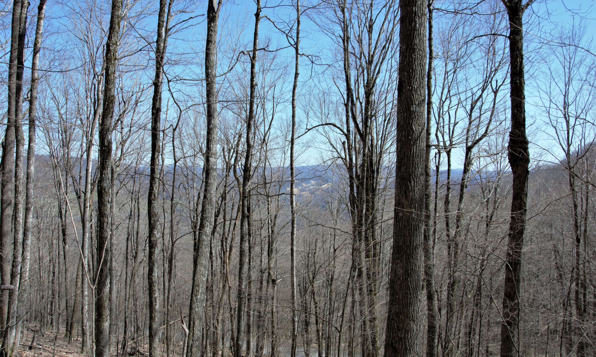 Big Tree Homesite Available