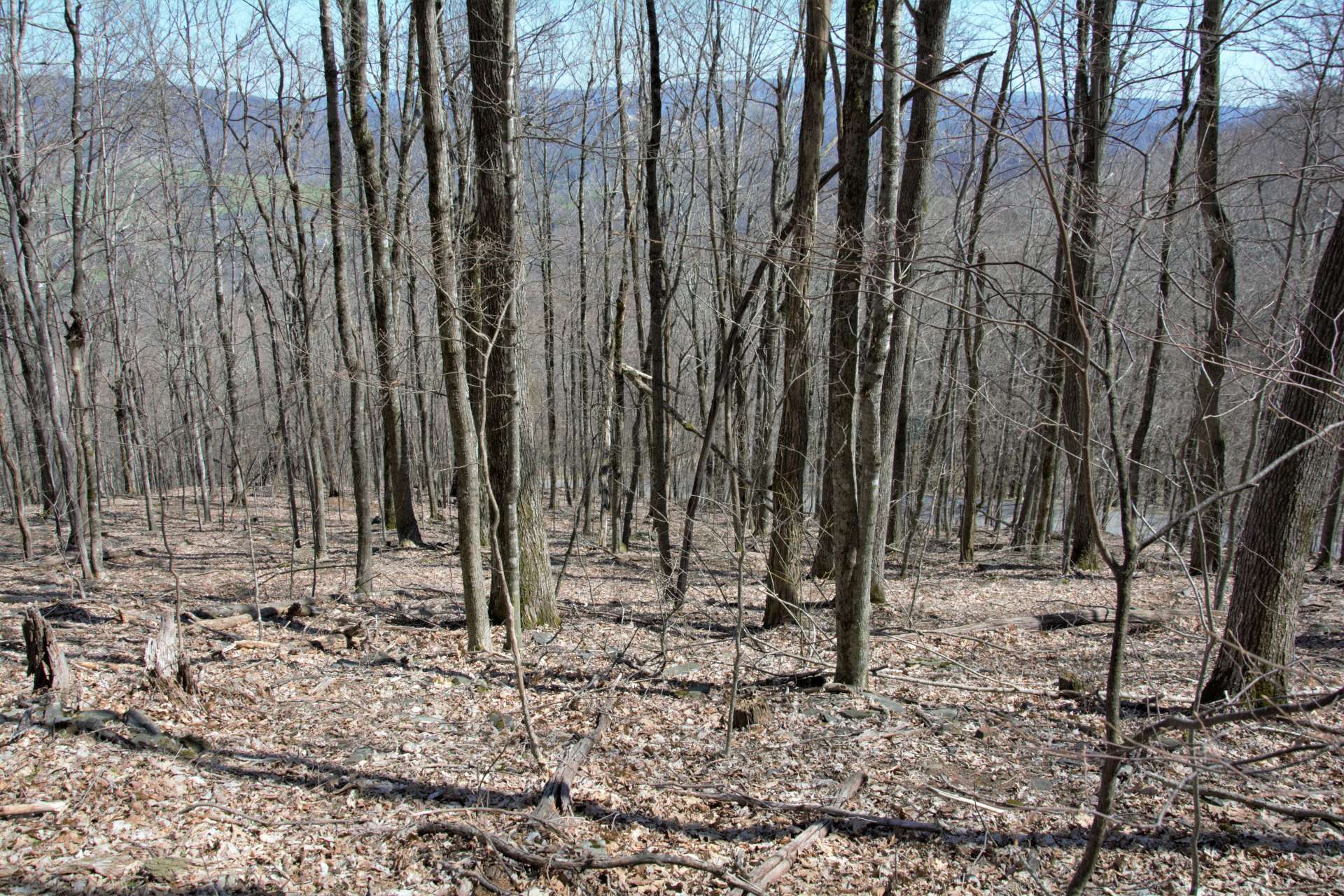 This beautifully wooded homesite  is located in the Big Tree community.  Located in the Southwest part of Ashe County, Big Tree is convenient to both West Jefferson and Boone.
