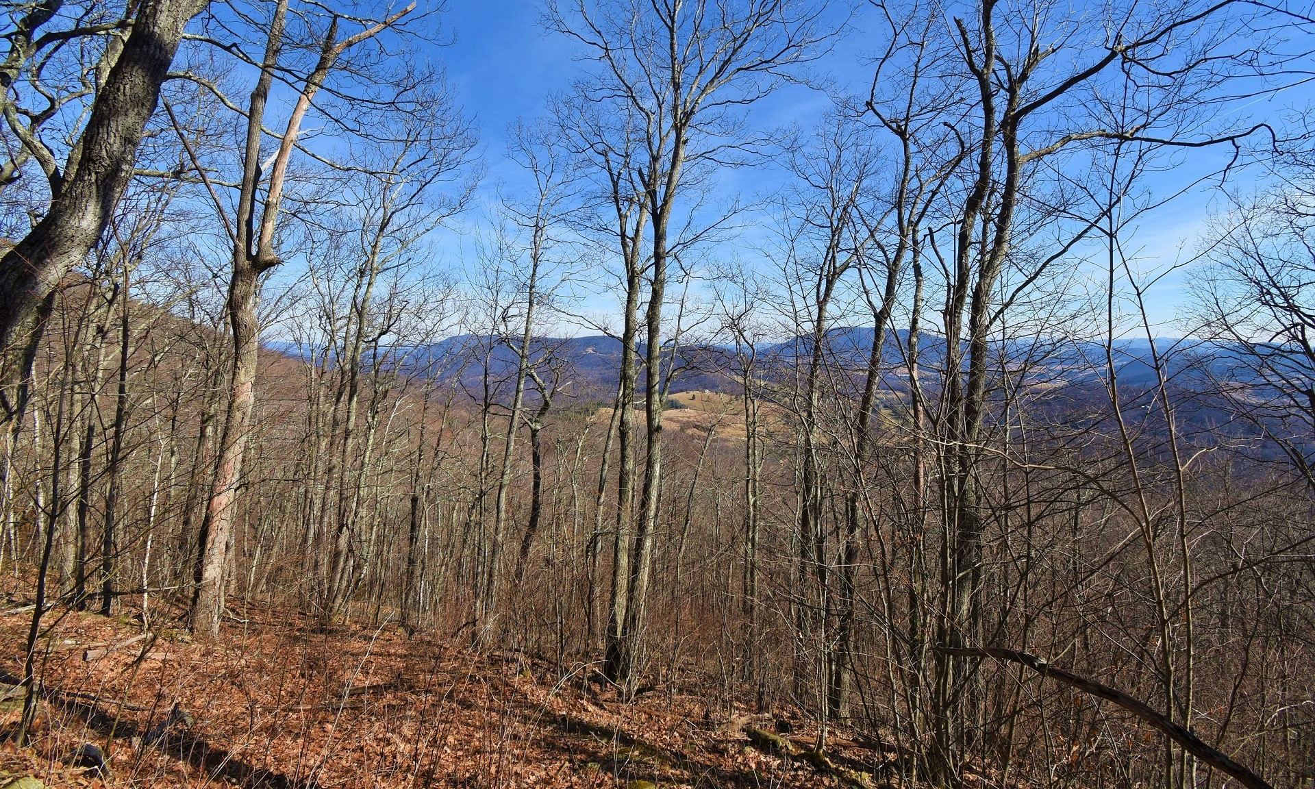 Big Tree Homesite NC Mountains