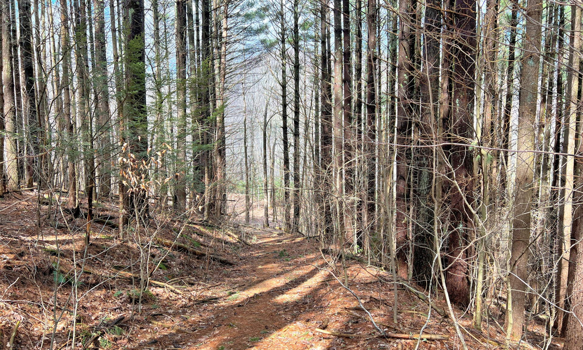 10 .70 Acres with mature timber, wildlife, natural mountain spring, Buffalo Creek, and bordered by Nature conservancy lands.