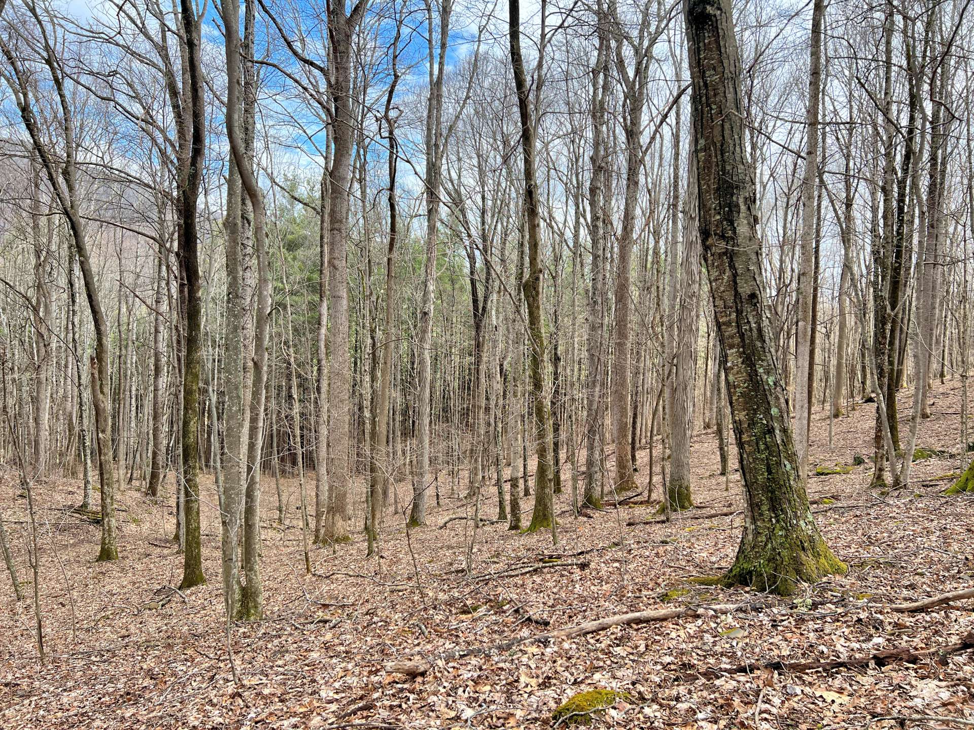 Beautiful mature timber creates a perfect habitat for a variety of wildlife.