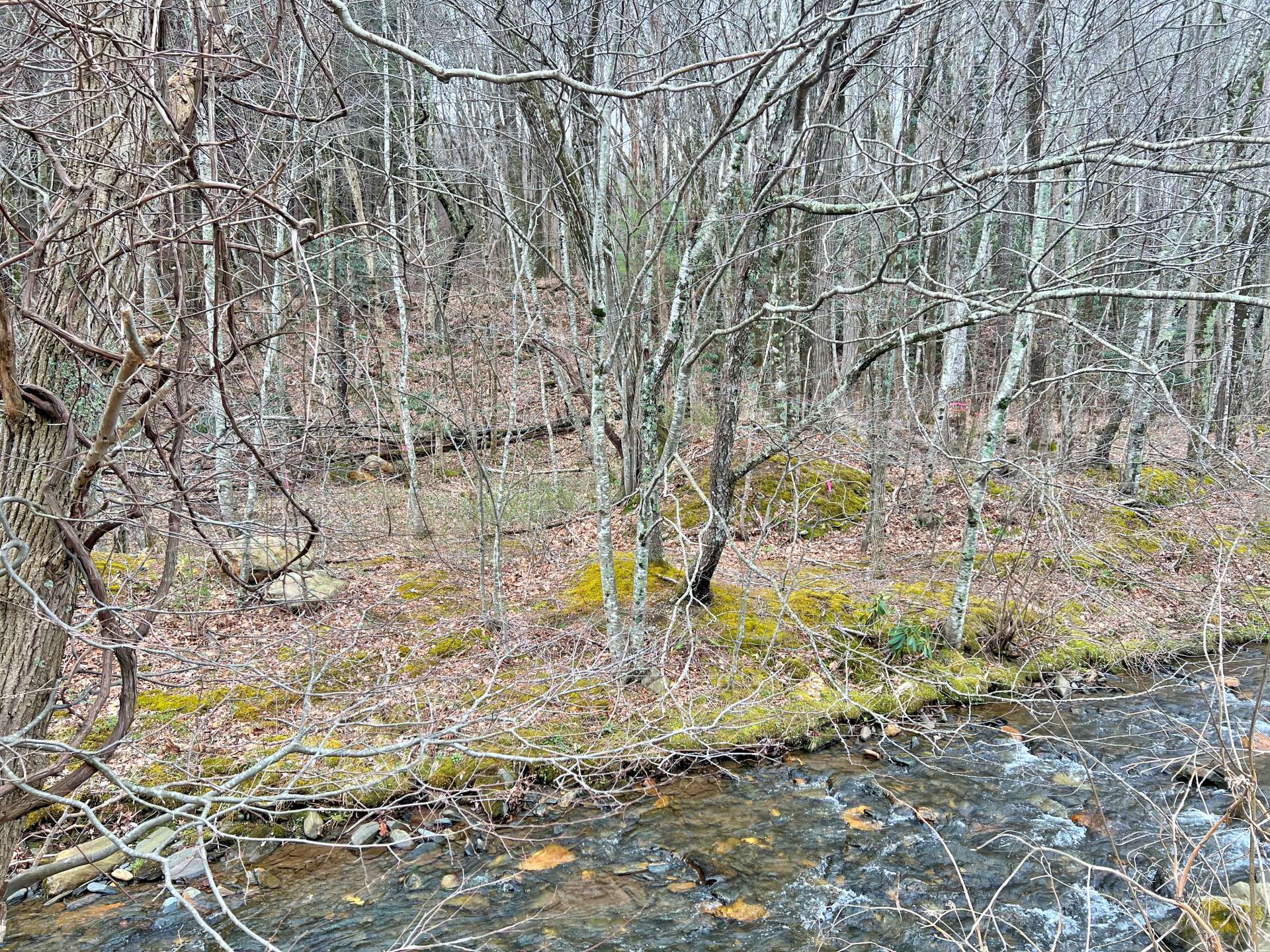 Fish on the banks of Buffalo Creek, a stocked trout stream.