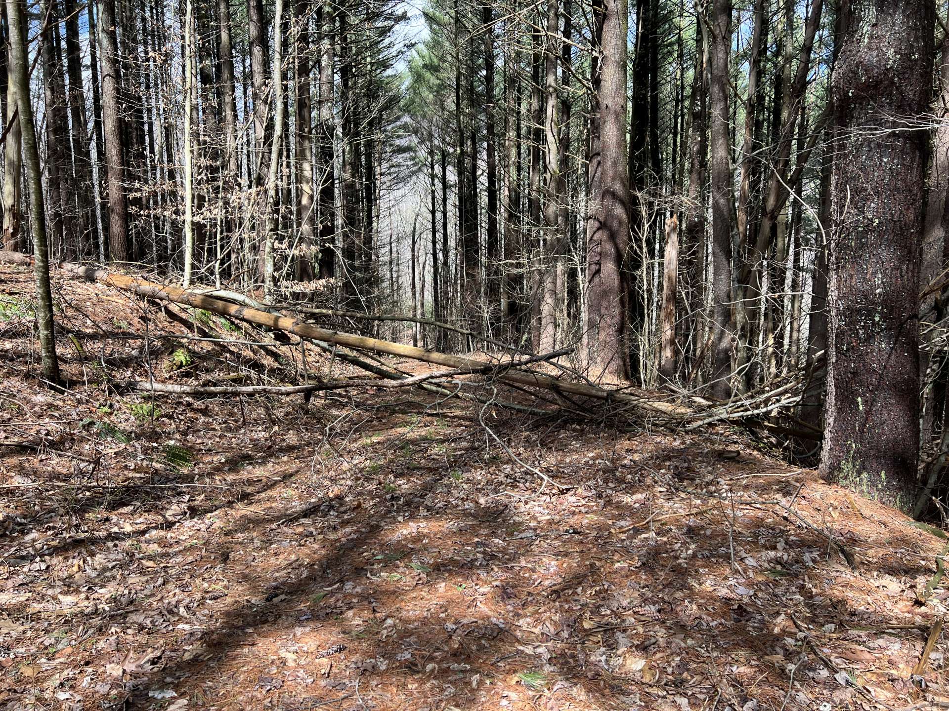 Lower portion of the property with old road bed. Several trees have fallen across the roads and will be in the process of getting that cleared.