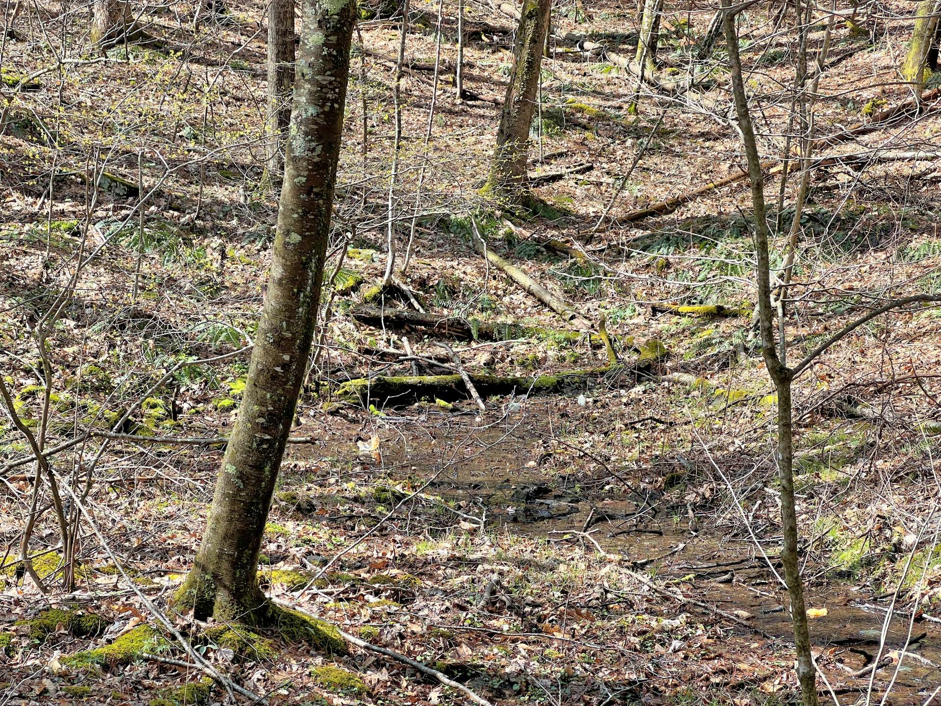 Natural Mountain Spring beside of hunter's cabin