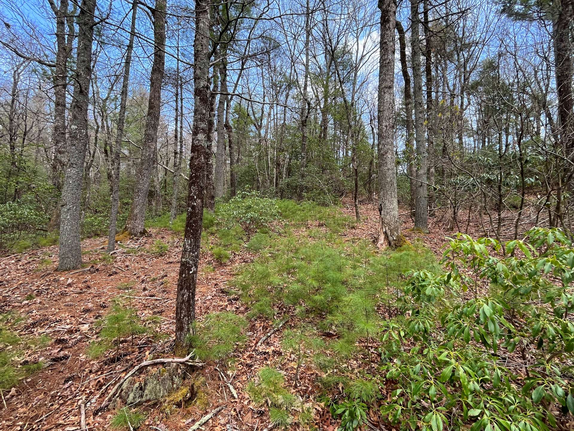 Slopes gently through most of the lot