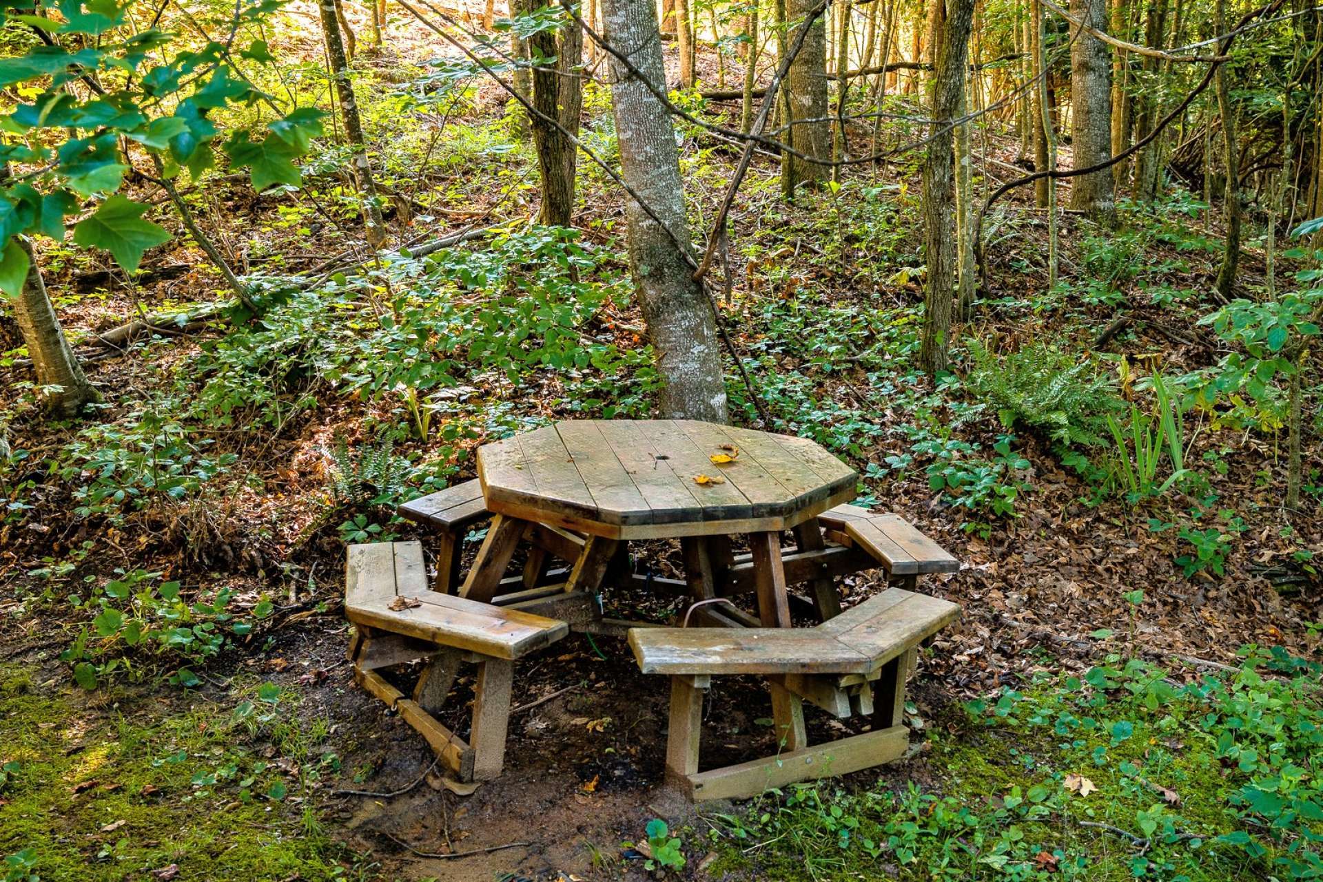 Or, take you lunch outside to dine in the forest setting with the sounds of song birds and the rustling of leaves as chipmunks and squirrels scamper through the woodlands.