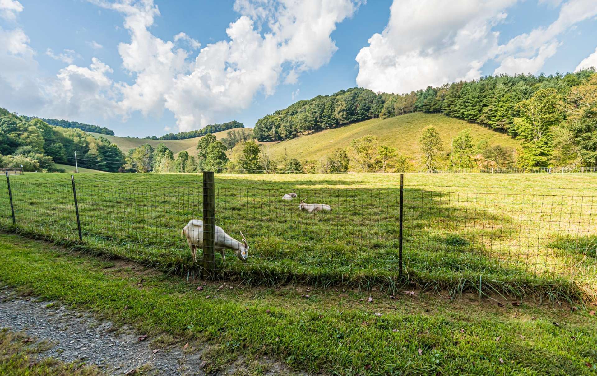 Fenced pastures are perfect for horses, cattle, or other livestock. There is plenty of space for gardening and crops. You might want to start your own High Country Vineyard.