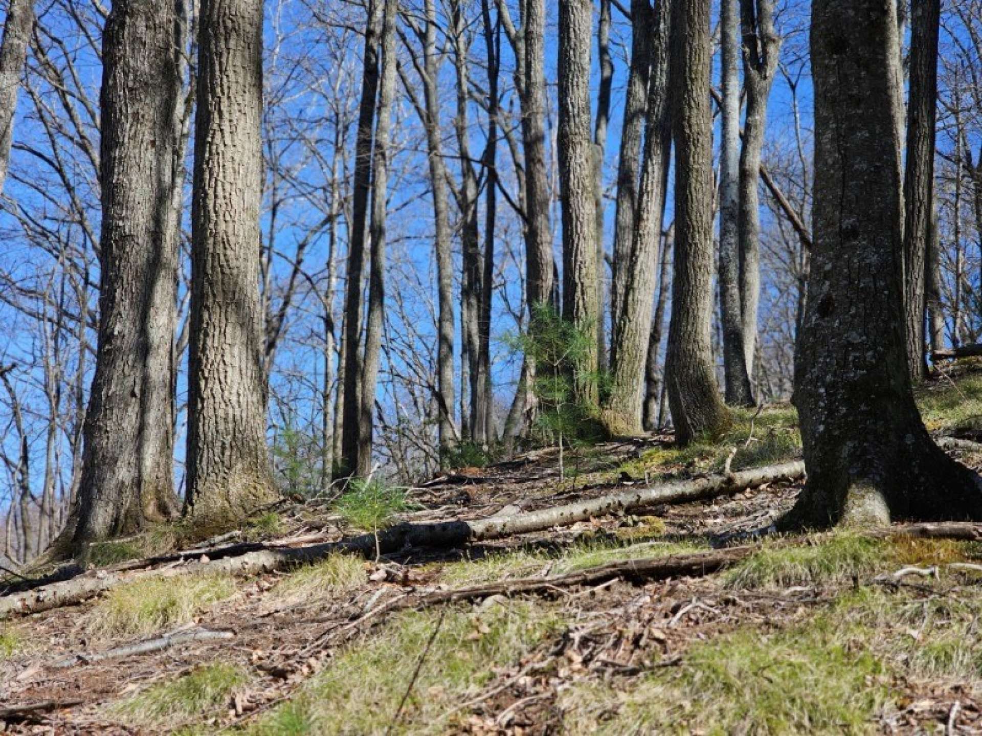 Mature woodlands create a great habitat for wildlife.